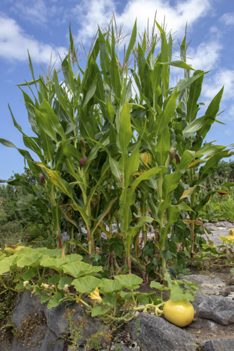 Three sisters garden. Planting corn, squash and beans together. Maize, pumpkin and haricot in the vegetable bed.