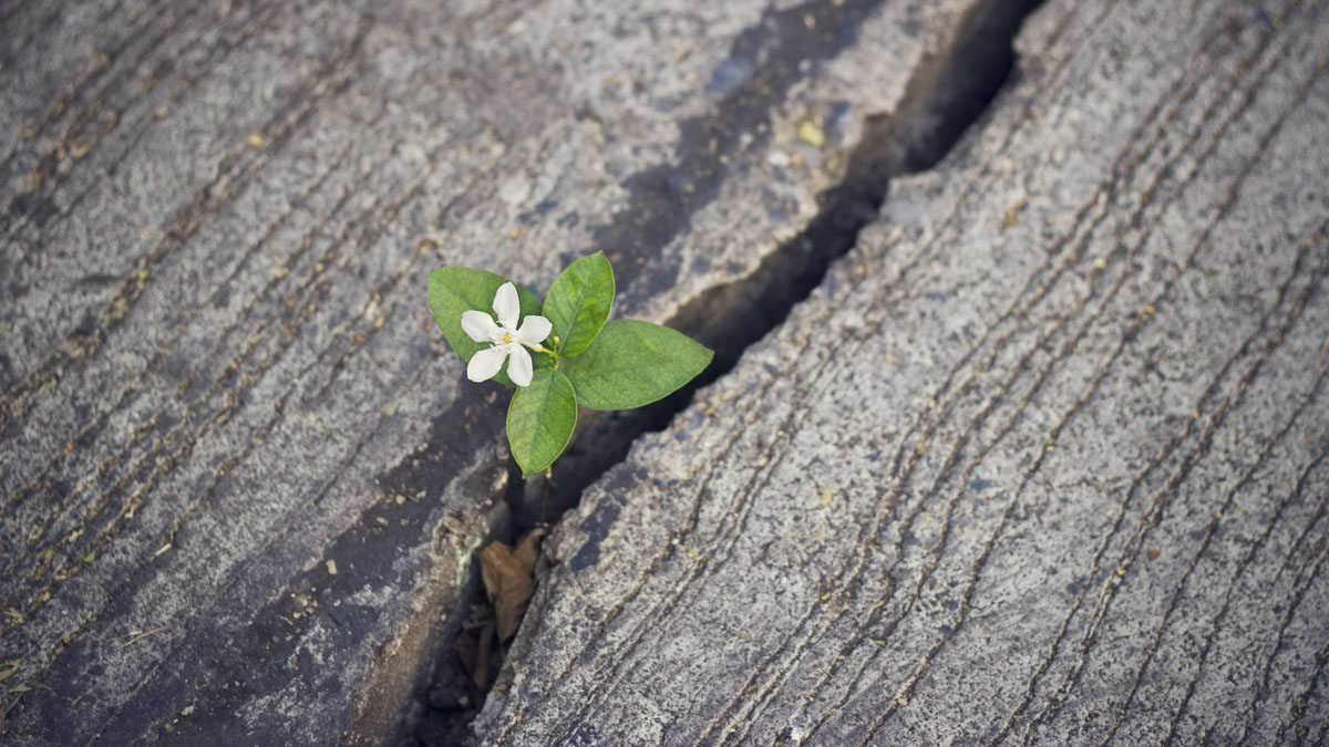 white flower growing on crack street